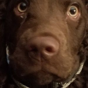 Meet your Posher, John